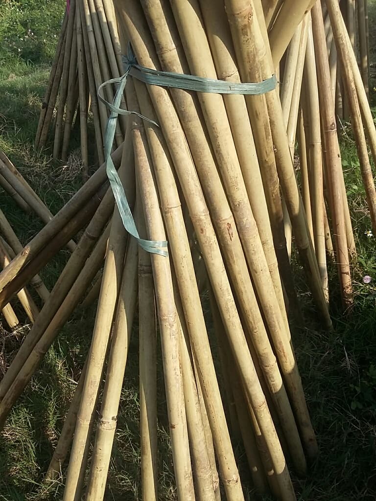 BAMBOO POLES FROM VIETNAM_DDP